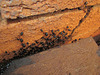 Sugar_ants shelter 201301 002