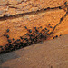 Sugar_ants shelter 201301 002