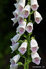 Foxglove