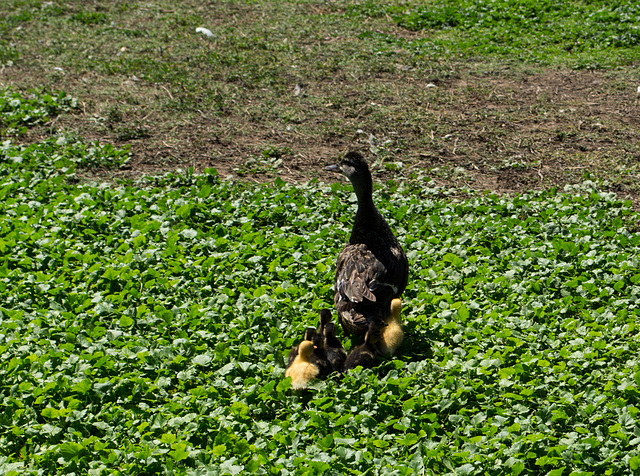 Marysville Ellis Lake Park Mom (0125)