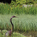 Pond Garden Heron - detail