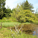 The Pond Garden Heron