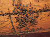 Sugar_ants shelter 201301 007