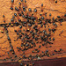 Sugar_ants shelter 201301 007