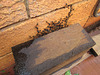 Sugar_ants shelter 201301 001