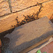 Sugar_ants shelter 201301 001