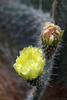 Blüte des Feigenkaktus (Wilhelma)