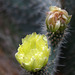 Blüte des Feigenkaktus (Wilhelma)