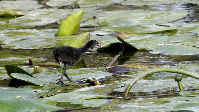 Courir sur l'eau