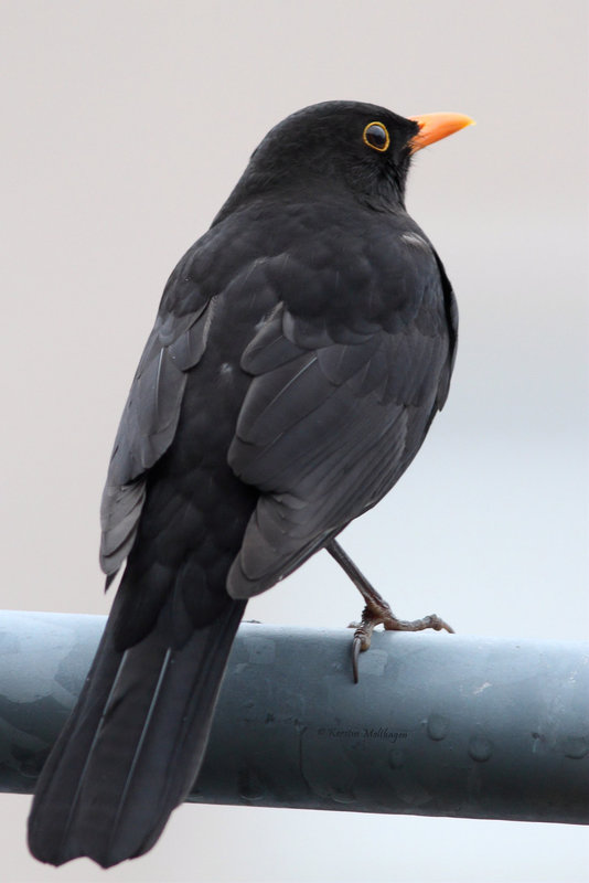 Herr Amsel