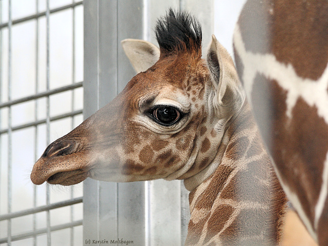 Giraffenbaby (Wilhelma)