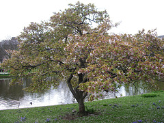 St. James's Park