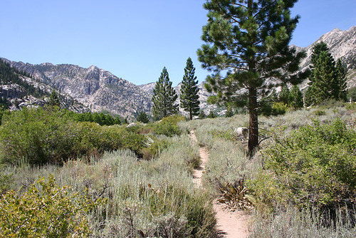 Trail to Barney Lake