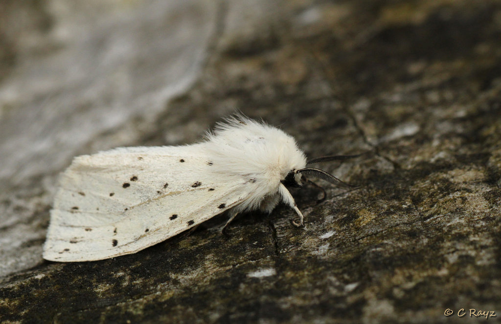 White Ermine