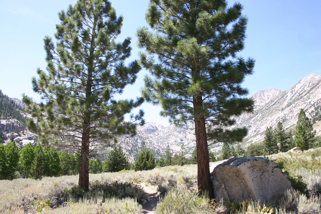 Trail to Barney Lake