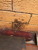 Sugar_ants shelter 201301 006