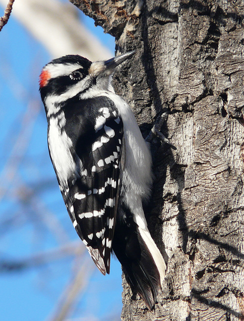 Hairy Woodpecker