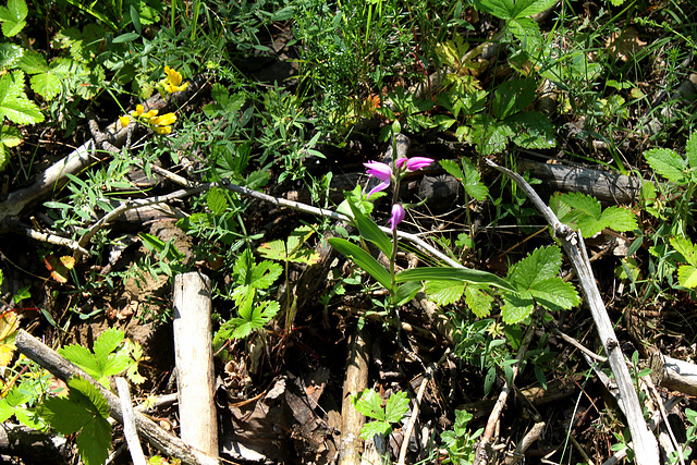 Cephalanthera rubra-Céphalanthère dans son milieu