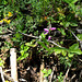 Cephalanthera rubra-Céphalanthère dans son milieu