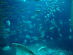 London Aquarium