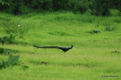 20080903-0343 Indian peafowl, male