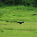 20080903-0343 Indian peafowl, male