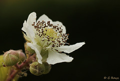 Patio Life: Bramble Flower