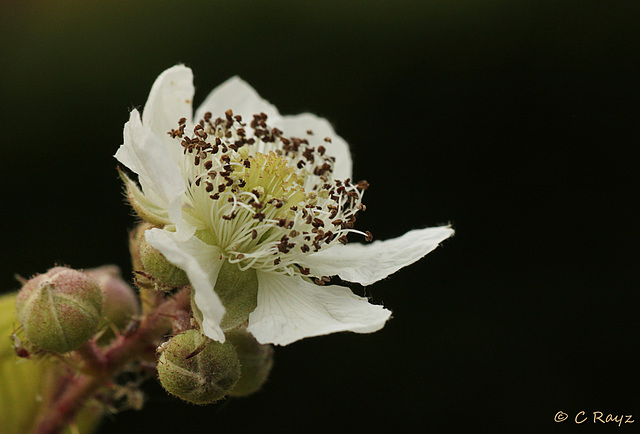 Patio Life: Bramble Flower