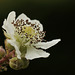Patio Life: Bramble Flower
