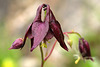 Ancolie (Aquilegia atrata, Renonculacées) (Autriche)