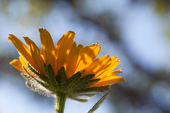 Irish Eyes Black-Eyed Susan Gazing at the Sky