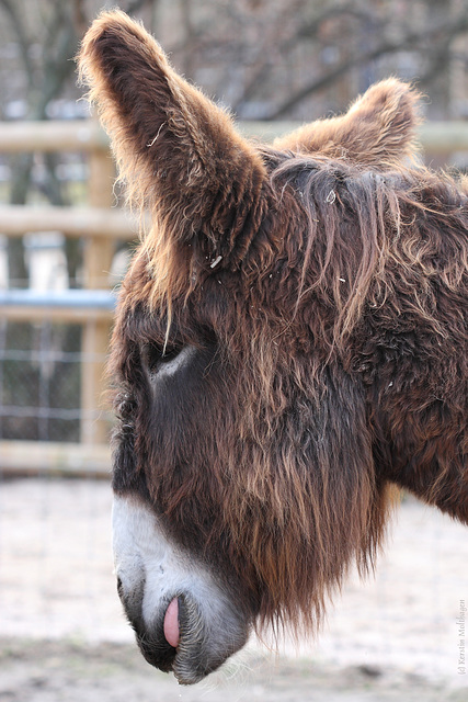 Poitou-Esel (Wilhelma)