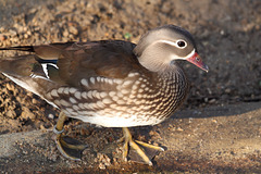 Mandarinente - Ente (Wilhelma)