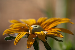 Bokeh Shot of an Irish Eyes Black-Eyed Susan