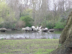 St. James's Park: pelikans