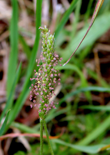 Plantago coronopus-001