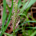 Plantago coronopus-001