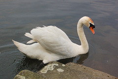 cigno (Schwan)