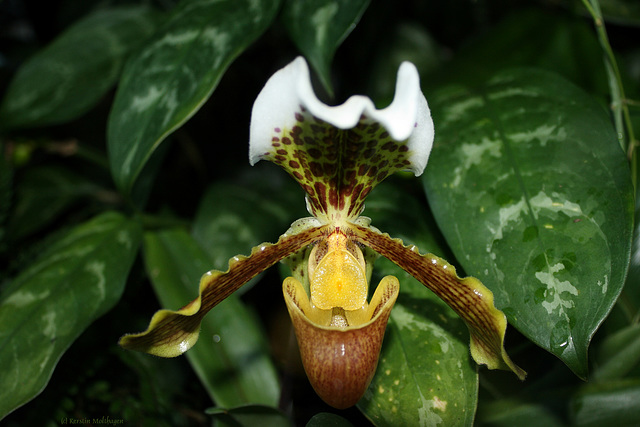 Orchidee - Paphiopedilum insigne (Wilhelma)