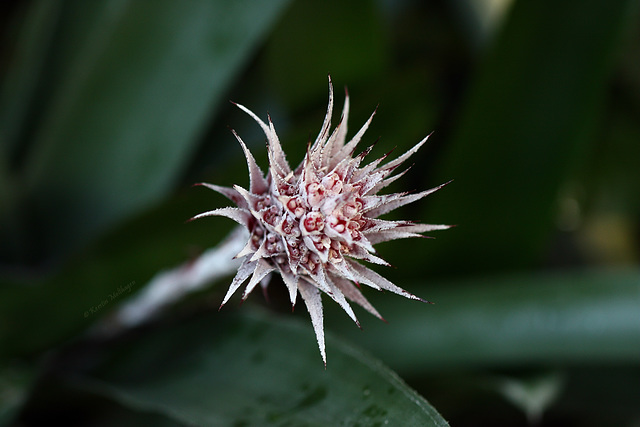 Bromelienblüte (Wilhelma)