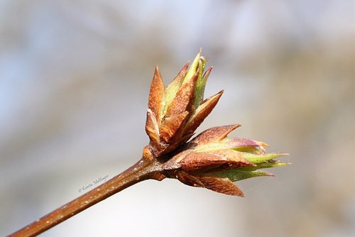 Neue Knospen (Wilhelma)