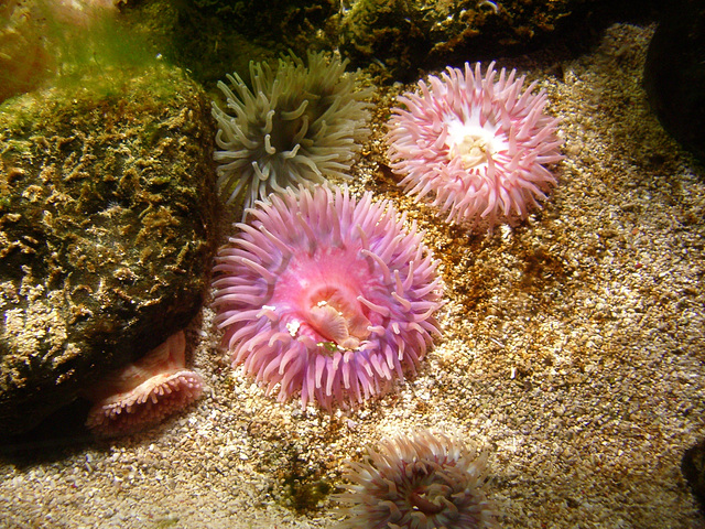 London Aquarium