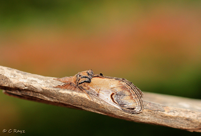 Pebble Prominent