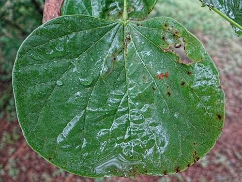 Raindrops on Redbud leaf