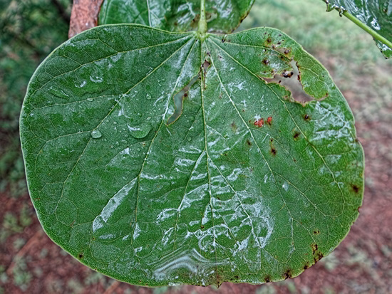 Raindrops on Redbud leaf