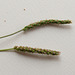 Plantago coronopus-005