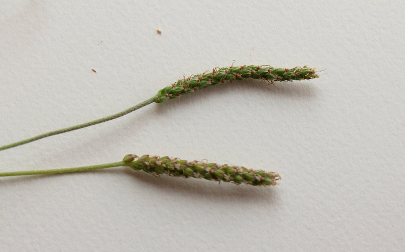 Plantago coronopus-005