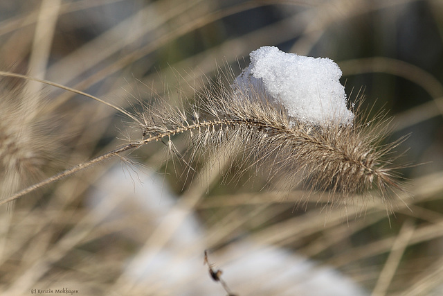 Winter-Grashalm (Wilhelma)