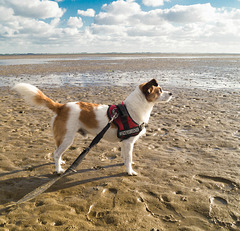 Jack Russell Clifford DSC02056