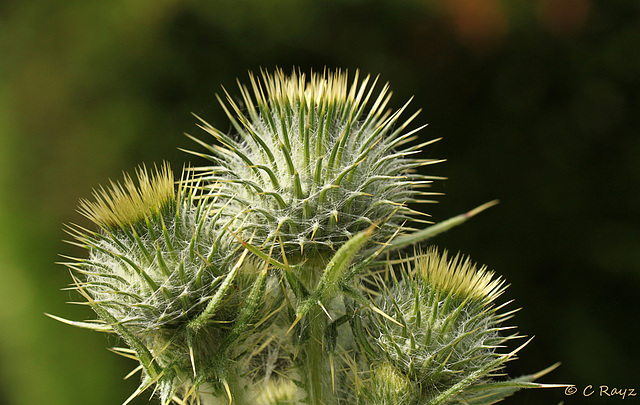 Patio Life: Woolly Thistle